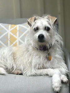 Meet your Posher, Bea